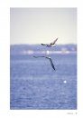 Atlas des Oiseaux Marins et Cétacés du Sud Gascogne: De l'Estuaire de la Gironde à la Bidassoa [Atlas of Seabirds and Cetaceans of Southern Gascony: From the Estuary of Gironde to Bidasoa]