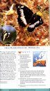 Butterflies of Britain and Europe