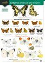 Guide to the Butterflies of Britain and Ireland