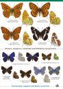 Guide to the Butterflies of Britain and Ireland