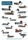 Guide to Ducks, Geese and Swans