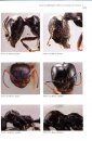 Ants of Britain and Europe