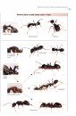 Ants of Britain and Europe