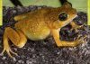 A Complete Guide to Frogs of Australia