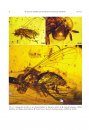 Basal Cyclorrhapha in Amber from the Cretaceous and Tertiary (Insecta, Diptera), and Their Relationships