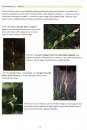 Start to Identify Sedges & Rushes