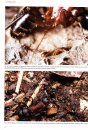 The Ants of Central and Northern Europe