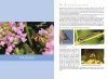 Basisgids Wilde Bijen [Basic Guide to Wild Bees]