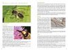 Basisgids Wilde Bijen [Basic Guide to Wild Bees]