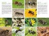 Basisgids Wilde Bijen [Basic Guide to Wild Bees]