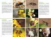 Basisgids Wilde Bijen [Basic Guide to Wild Bees]