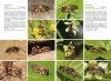 Basisgids Wilde Bijen [Basic Guide to Wild Bees]