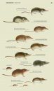 Veldgids Europese Zoogdieren [Field Guide to European Mammals]