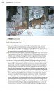 Veldgids Europese Zoogdieren [Field Guide to European Mammals]