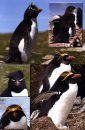 Birds & Mammals of the Falkland Islands