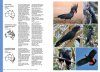 The Complete Guide to Australian Birds