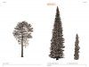 The Architecture of Trees