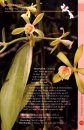 A Guide to Orchids of Laos