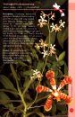 A Guide to Orchids of Laos