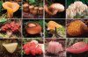 Fantastic Fungi