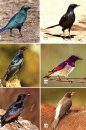The Botswana Birders’ Companion