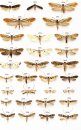 Microlepidoptera of Europe, Volume 9
