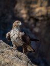 Bonelli's Eagle / Águila de Bonelli