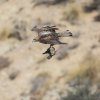 Bonelli's Eagle / Águila de Bonelli
