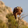 Bonelli's Eagle / Águila de Bonelli