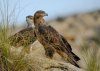 Bonelli's Eagle / Águila de Bonelli