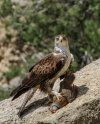 Bonelli's Eagle / Águila de Bonelli