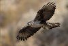 Bonelli's Eagle / Águila de Bonelli