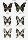 Migrated Butterflies of Japan [Japanese]