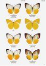 Migrated Butterflies of Japan [Japanese]