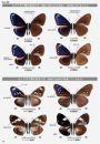 Migrated Butterflies of Japan [Japanese]