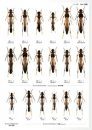 The Longhorn Beetles of Japan (1) [Japanese]