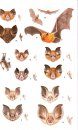 Field Guide to the Mammals of South-East Asia