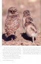 The World of Burrowing Owls