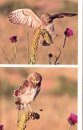 The World of Burrowing Owls