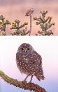 The World of Burrowing Owls