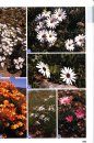 Field Guide to Wild Flowers of South Africa