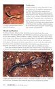 Scorpions of Southern Africa