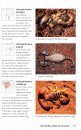 Scorpions of Southern Africa