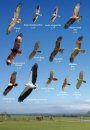Australian Birds of Prey in Flight