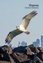 Australian Birds of Prey in Flight