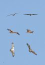 Australian Birds of Prey in Flight