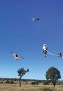 Australian Birds of Prey in Flight
