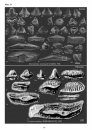 Palaeontos 30: Reassessment and Revision of the Fossil Heterodontidae (Chondrichthyes: Neoselachii) Based on Tooth Morphology of Extant Taxa