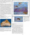 Fossil Fishes Worldwide: The World of Prehistoric Fishes and their Reflection in Philately / Fossile Fische Weltweit: Die Welt der Prähistorischen Fische und ihr Spiegelbild in der Philatelie