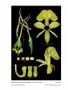 Icones Orchidacearum, Fascicle 16(2)